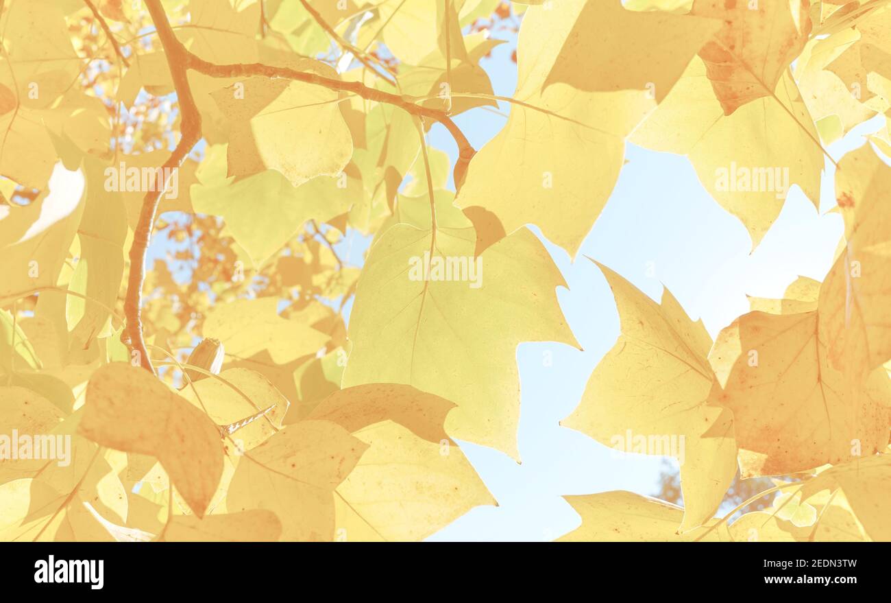 Foglie gialle autunnali contro il sole, tonalità cromatiche applicate, messa a fuoco selettiva. Foto Stock