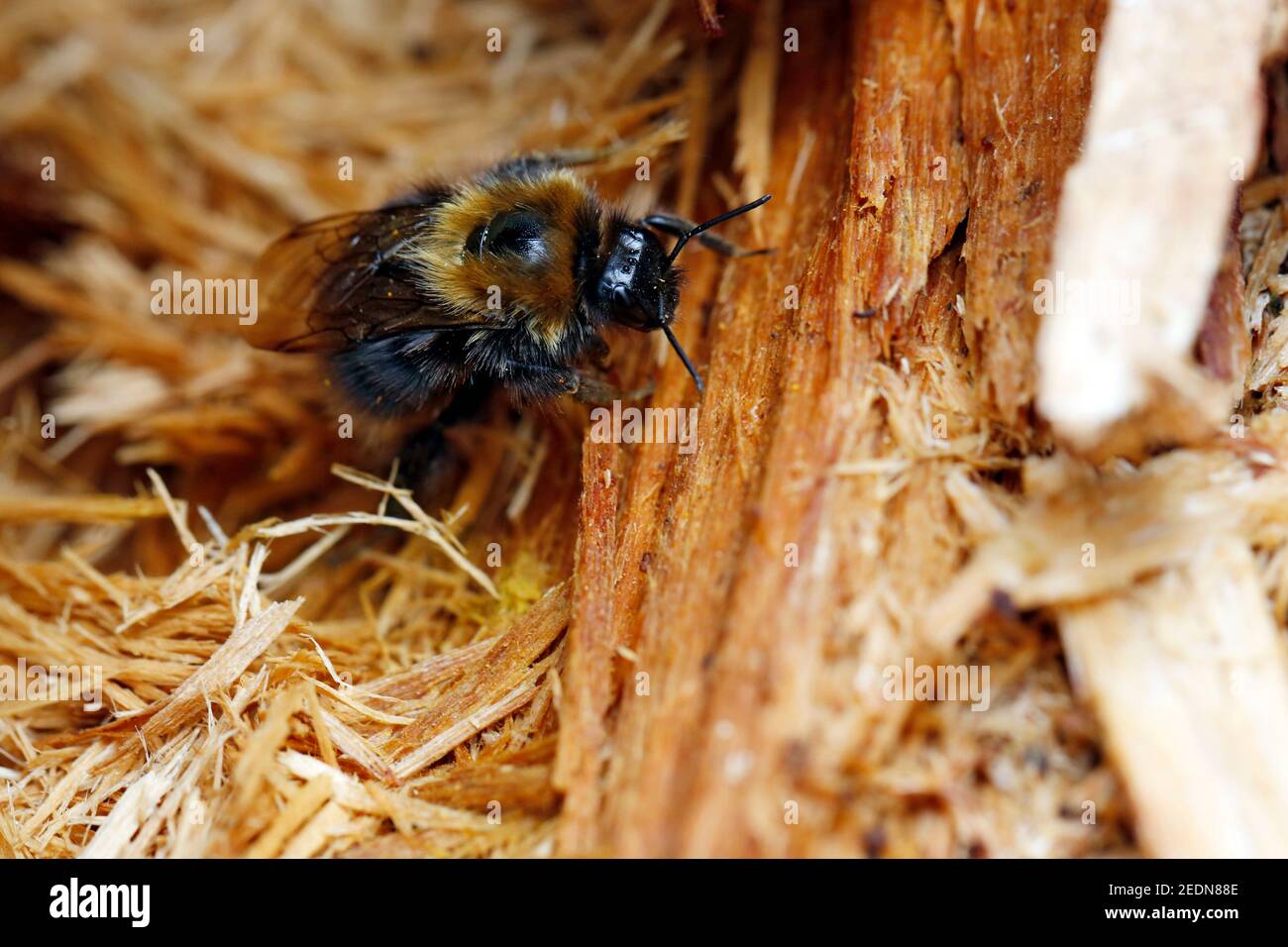 03.05.2020, Dranse, Brandeburgo, Germania - la terra bumblebee nel suo nido.. 00S200503D180CAROEX.JPG [RELEASE MODELLO: NO, RELEASE PROPRIETÀ: NO (c) caro ima Foto Stock