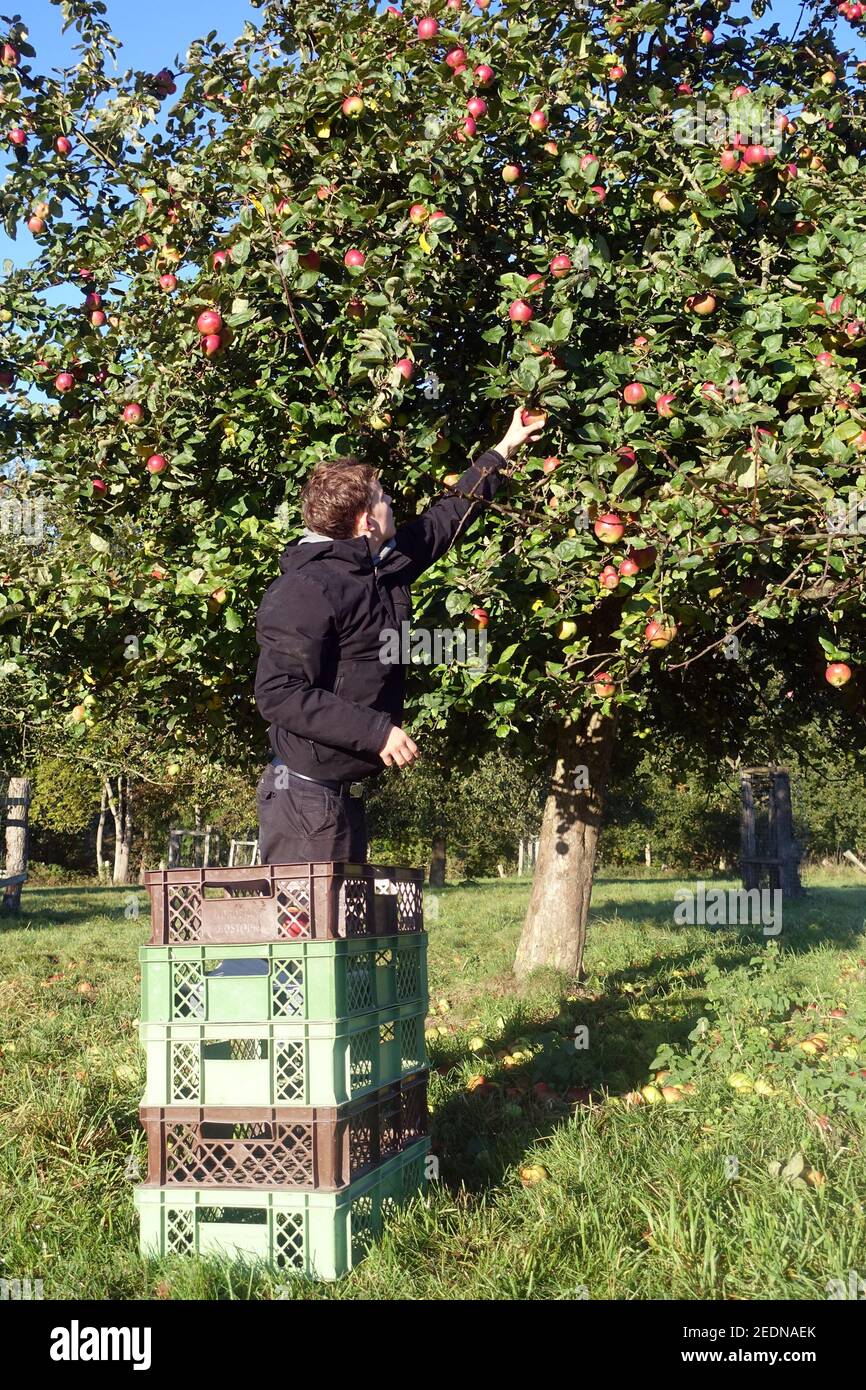 17.10.2020, Demmin, Meclemburgo-Pomerania occidentale, Germania - Teenager raccogliere mele da un albero di mele.. 00S201017D291CAROEX.JPG [VERSIONE MODELLO: NO, Foto Stock