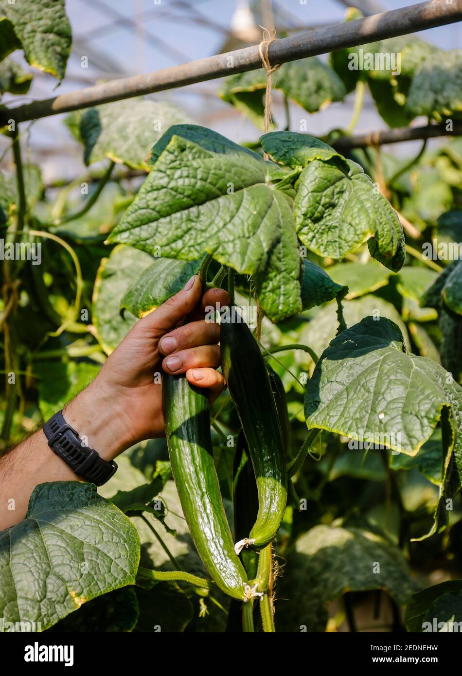 17.08.2020, Wittichenau, Sassonia, Germania - raccolta di cetrioli nell'azienda agricola a conduzione familiare Domanja, un dipendente raccoglie i cetrioli maturi nel greenho Foto Stock