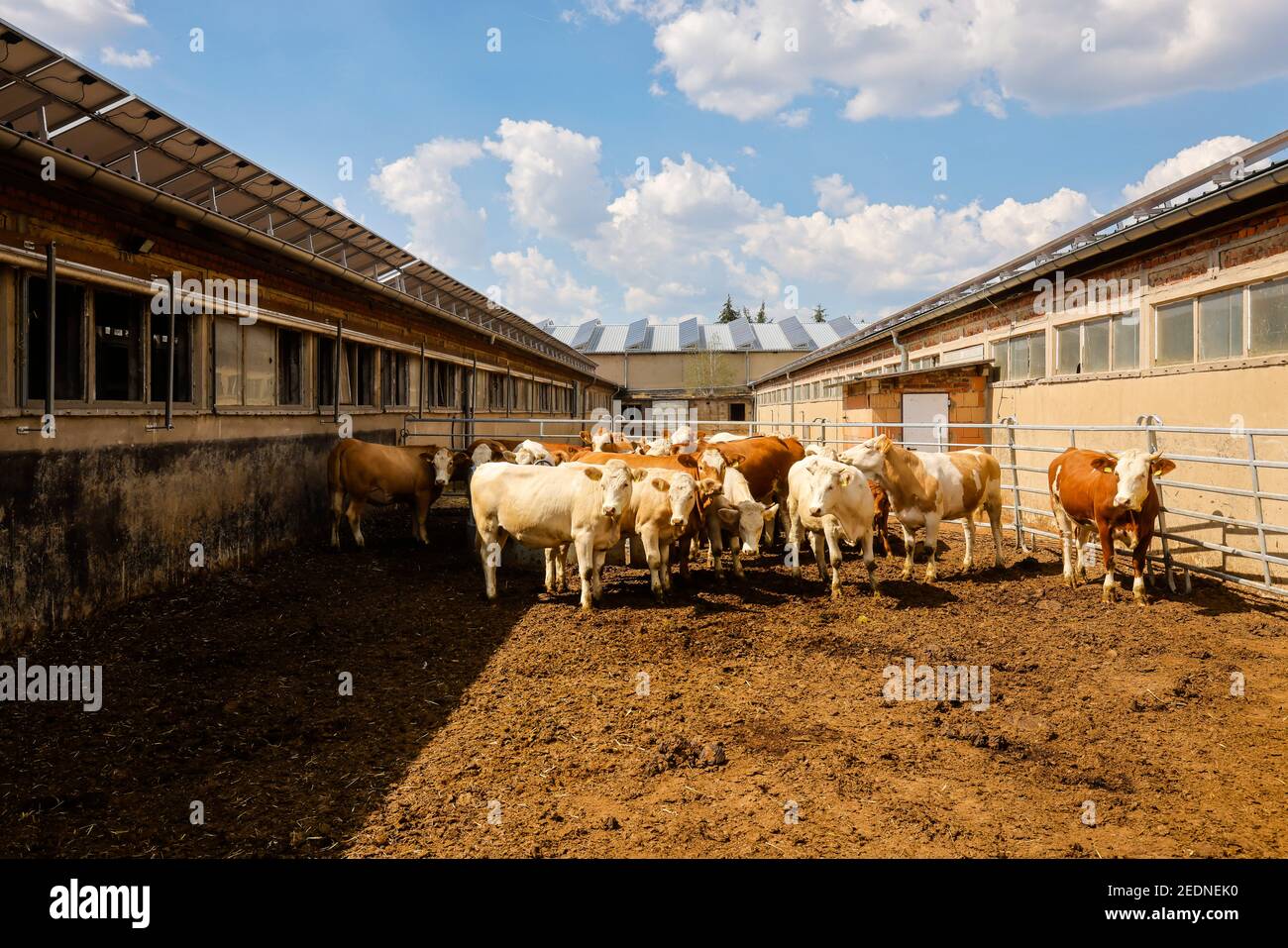 17.08.2020, Wittichenau, Sassonia, Germania - stalle di bestiame, ex edifici GPL ora con tetto solare, sulla fattoria a conduzione familiare Domanja bovini sono tenuti in Foto Stock