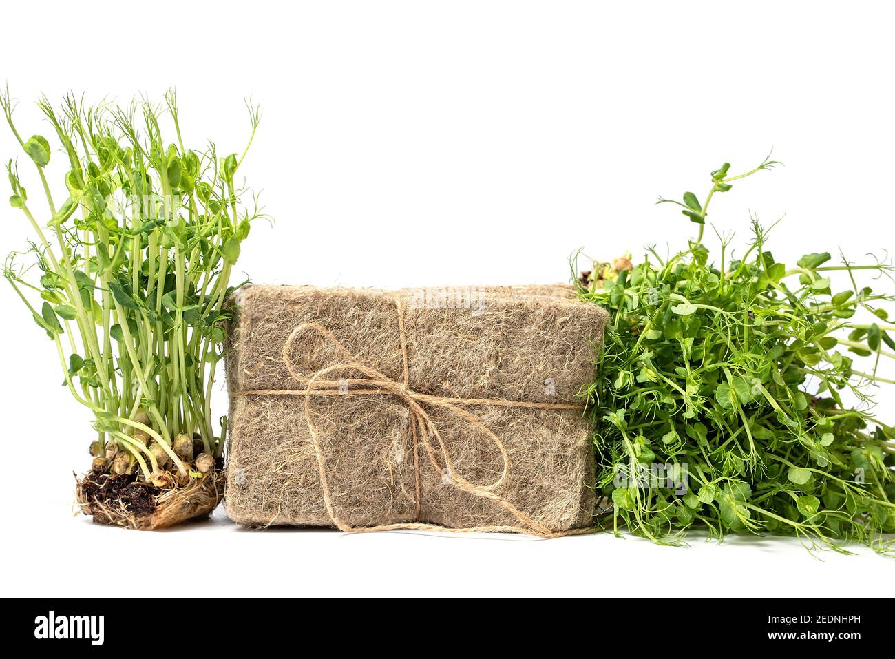 Confezioni di tappetini in lino e microsverde isolato su bianco. Micrgreens che piantano business. Base naturale per piante crescenti. Vitamine dalla natura. Veg Foto Stock