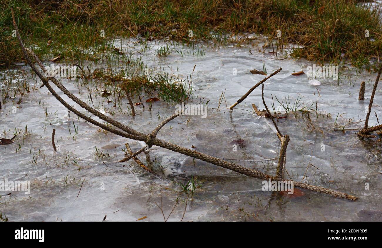 piccolo ramo dettagliato bloccato nel ghiaccio di un congelato piscina d'acqua Foto Stock