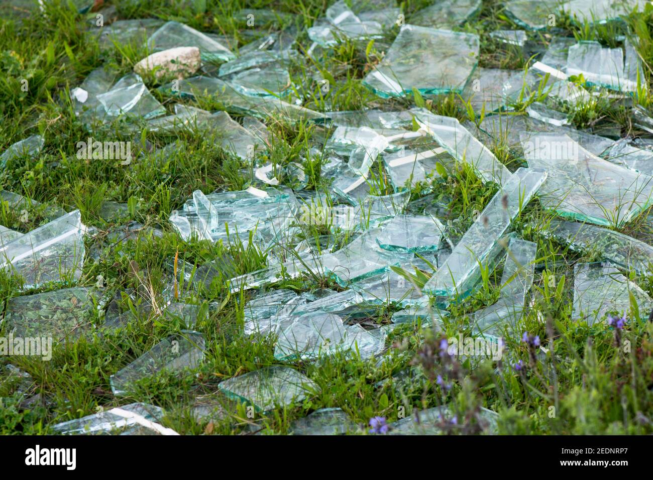 Pezzi di vetro frantumato rotto in campo erba. Foto Stock