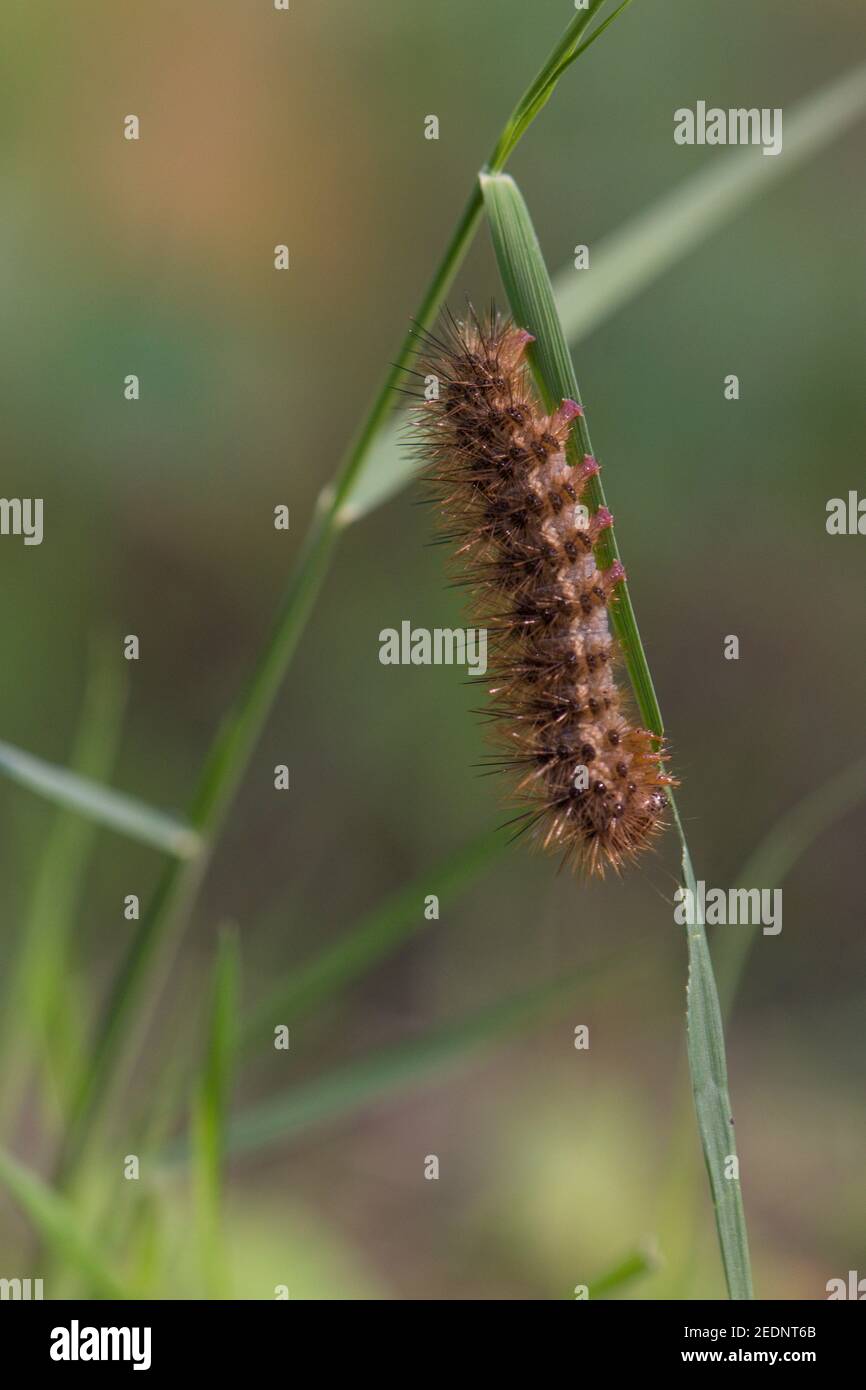 Bruco di Chaperon discrete, (Cymbalophora pudica), falce, Andalusia, Spagna. Foto Stock