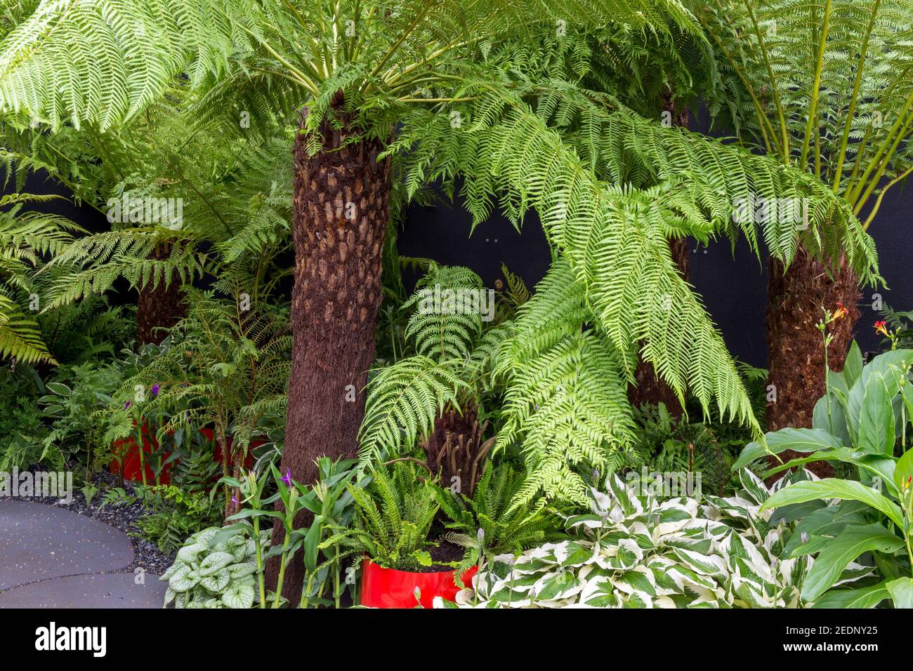 Felci di alberi ferno Dicksonia Antartide e Squarrosa in un giardino sempreverde confine in un giardino di fronte, Hampton Court Flower Show Londra Inghilterra UK Foto Stock