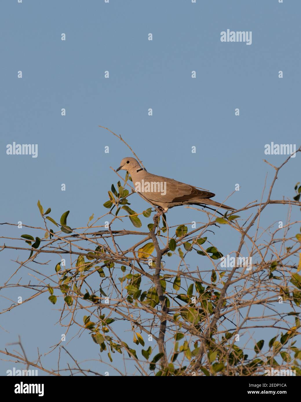 Lone Eurasian Colli Colli Colli (Streptopelia decaocto), arroccato sulla cima di un albero nel selvaggio. Splendidamente illuminato dal sole che tramonta e dal cielo blu nel backgr Foto Stock