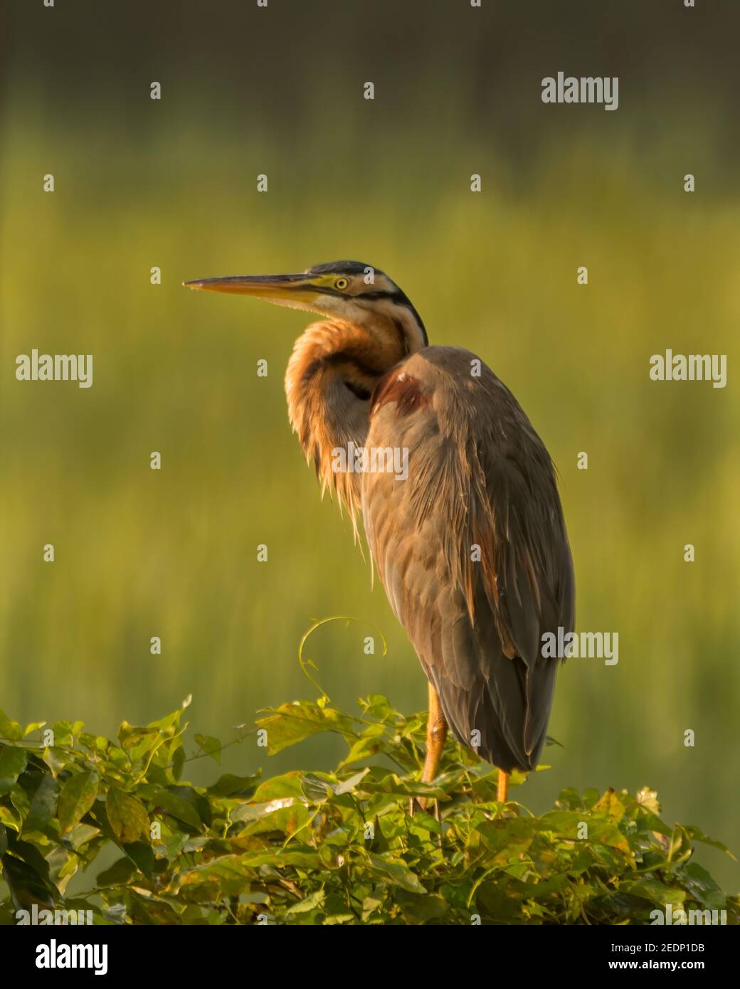 Lone Purple Heron (Ardea purea), arroccato sulla cima di un piccolo albero e crogiolarsi alla luce del sole del mattino. Foto Stock