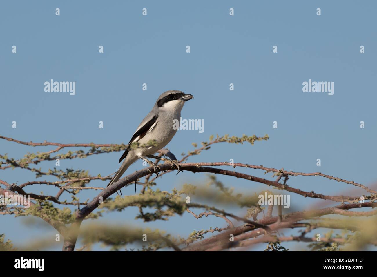 Lone Great Grey Shrike (Excubitor Lanius), arroccato sulla cima di un albero spinoso nel selvaggio. Foto Stock