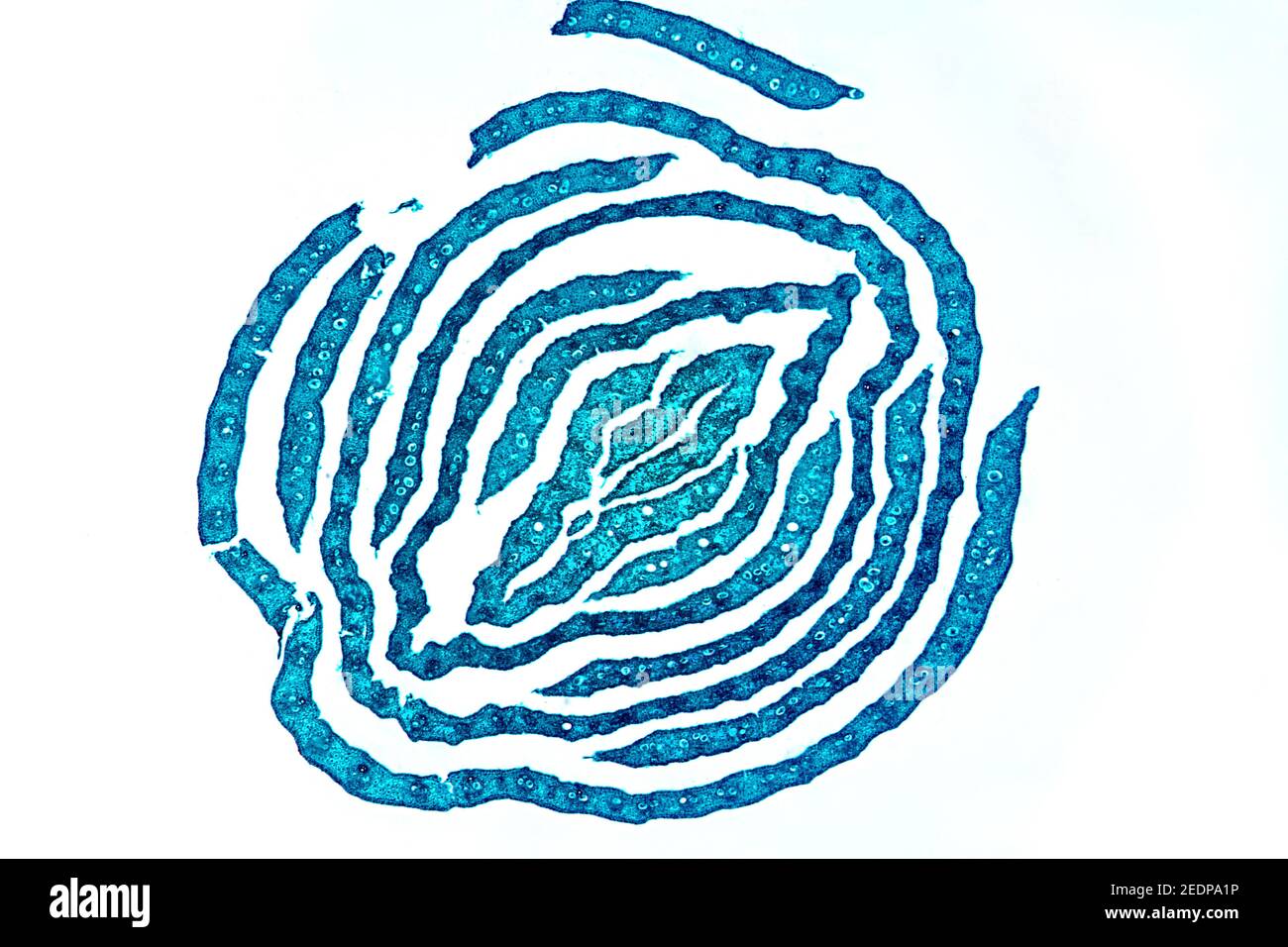 Sezione trasversale di gambo di bambù, taglio microscopico, sezione di microtomo Foto Stock