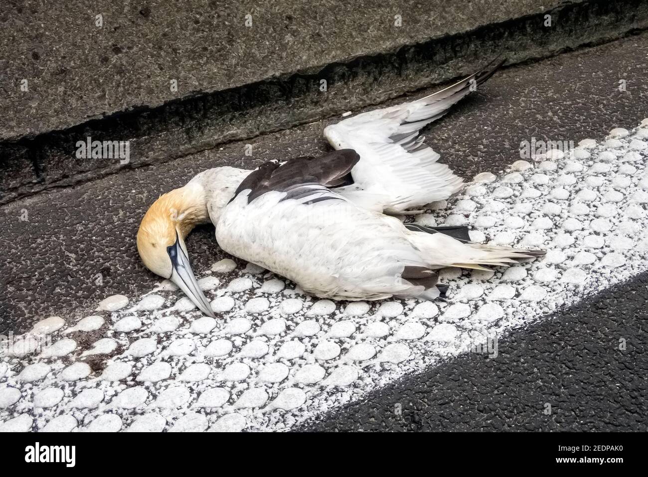 Gannet settentrionale (Sula bassana, Morus bassanus), cadavere quasi adulto che giace morto lungo un circuito, Belgio, Wezembeek-Oppem Foto Stock