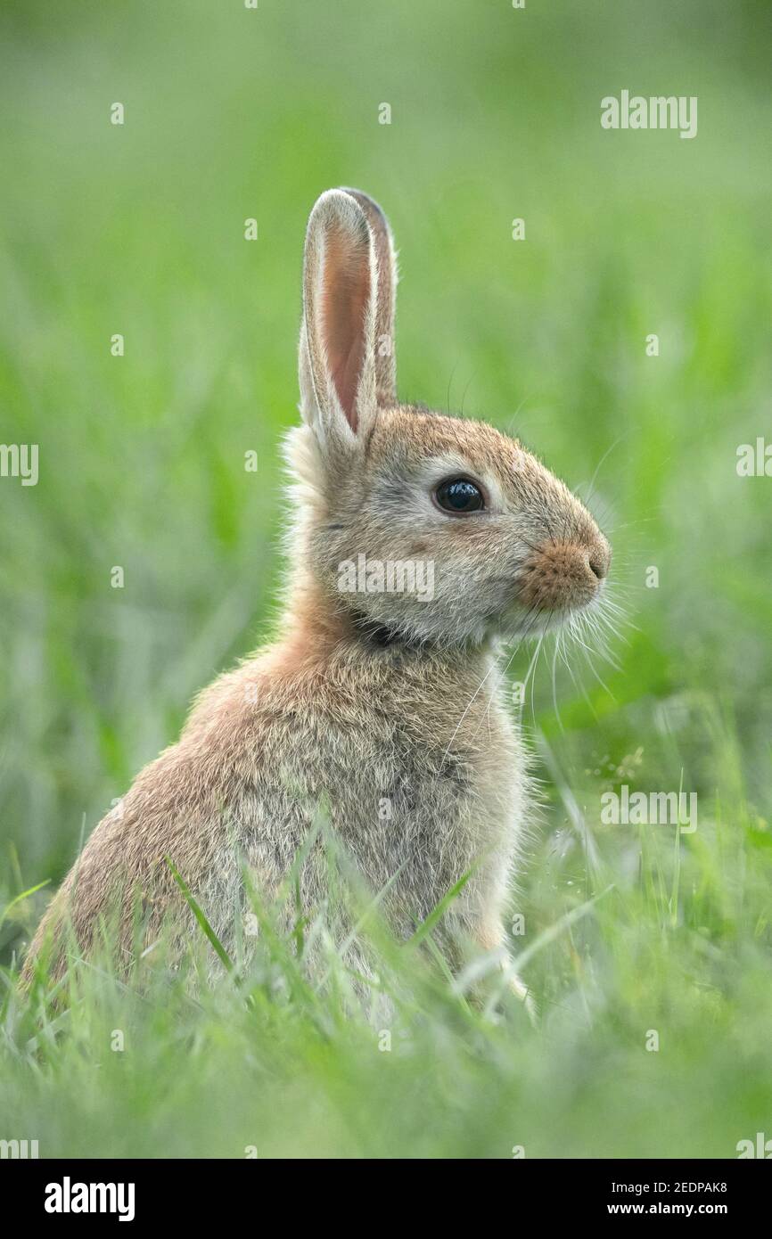 Coniglio europeo (Oryctolagus cuniculus), giovane coniglio seduto in un prato, Germania Foto Stock