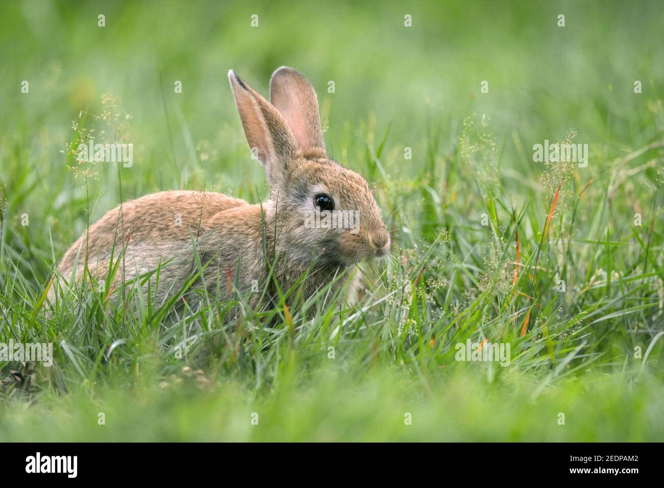 Coniglio europeo (Oryctolagus cuniculus), giovane coniglio seduto in un prato, Germania Foto Stock