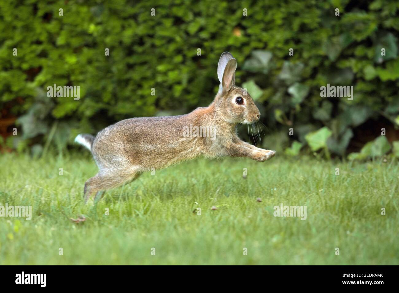 Coniglio europeo (Oryctolagus cuniculus), giovane coniglio che salta su un prato, vista laterale, Germania Foto Stock
