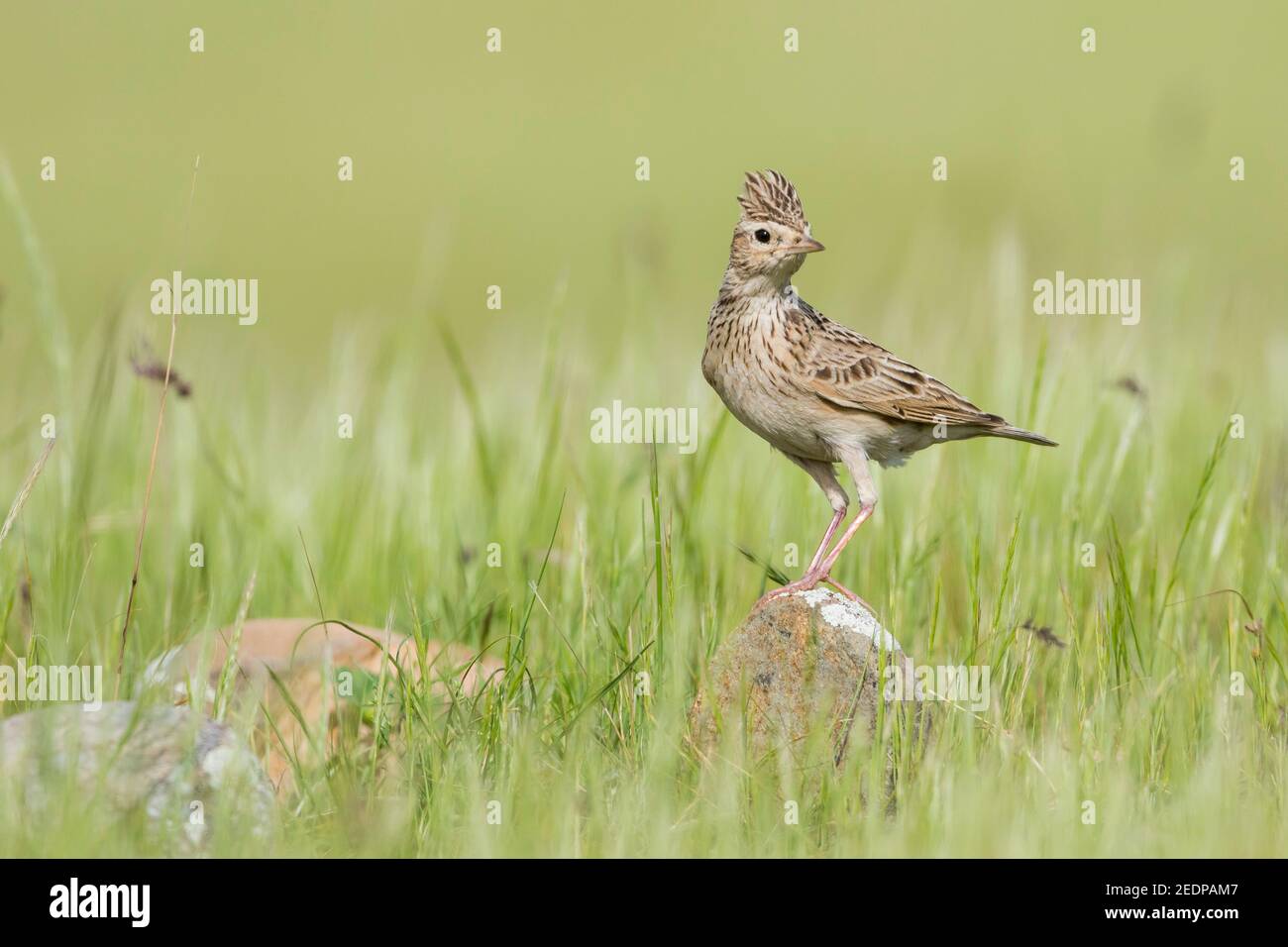 Lark del cielo orientale (Alauda gulgula incospicua, Alauda incospicua), arroccato su una roccia in alto gras, Tagikistan Foto Stock