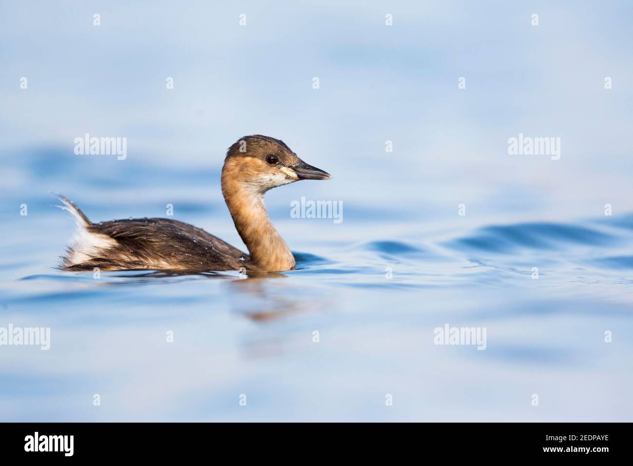 Piccolo gressere (Podiceps ruficollis, Tachybaptus ruficollis), adulto che nuota su un lago, Germania Foto Stock
