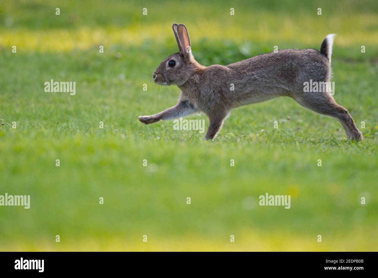 Coniglio europeo (Oryctolagus cuniculus), giovane coniglio che salta su un prato, vista laterale, Germania Foto Stock