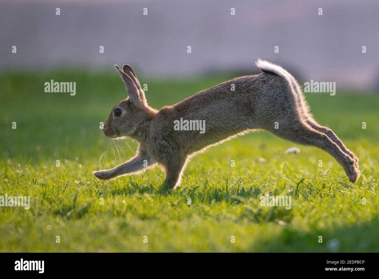 Coniglio europeo (Oryctolagus cuniculus), coniglio giovane che si spaventa su un prato, vista laterale, Germania Foto Stock