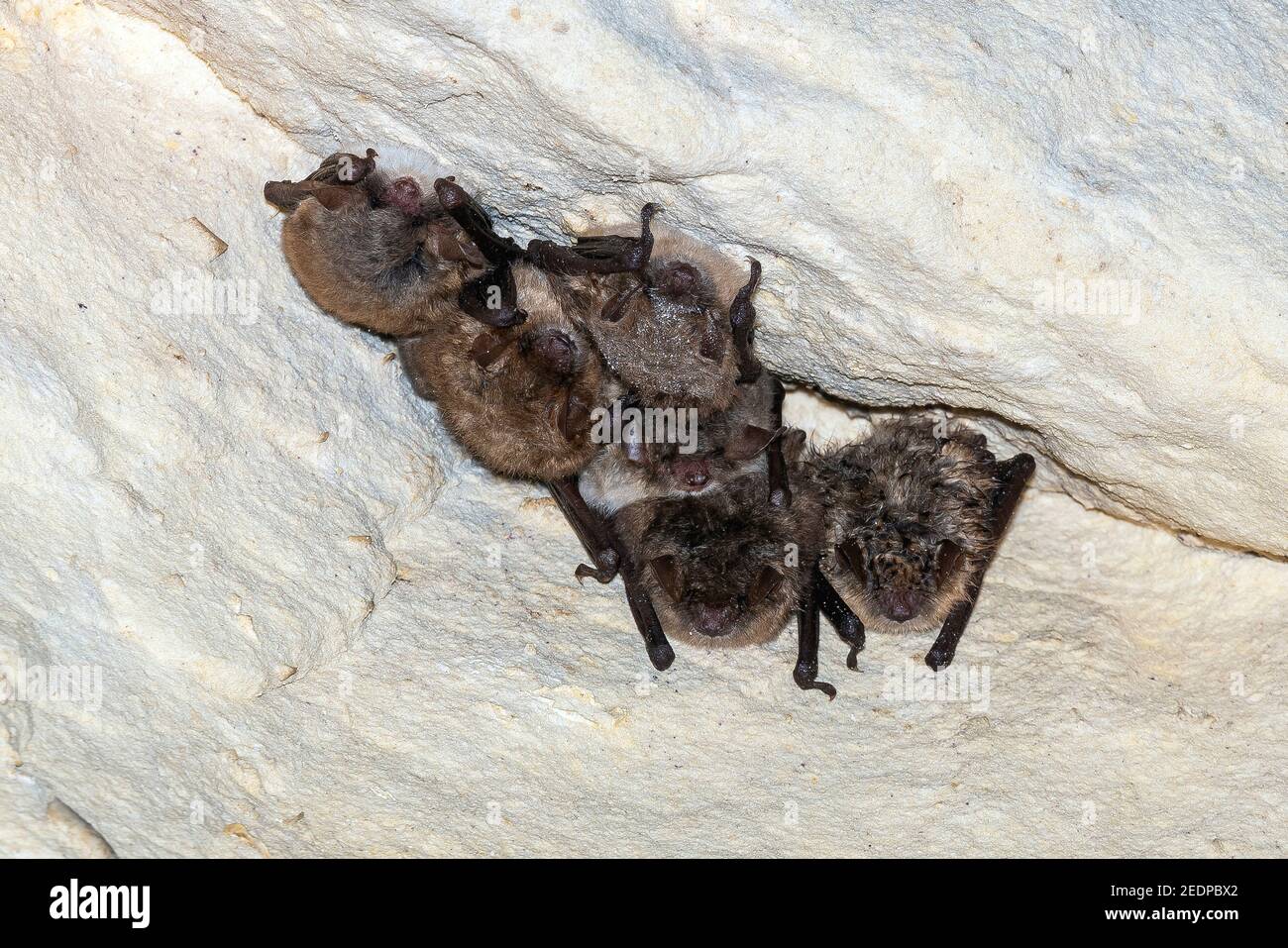 Il pipistrello di Geoffroy (Myotis emarginata, Myotis emarginatus), 4 pipistrelli di Geoffroy e 2 pipistrelli di Natterer (Myotis nattereri) arroccati su una grotta, Belgio, Mont Foto Stock