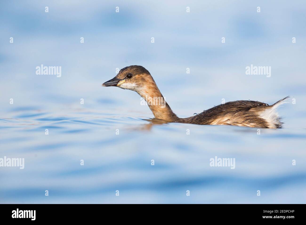 Piccolo gressere (Podiceps ruficollis, Tachybaptus ruficollis), adulto che nuota su un lago, Germania Foto Stock