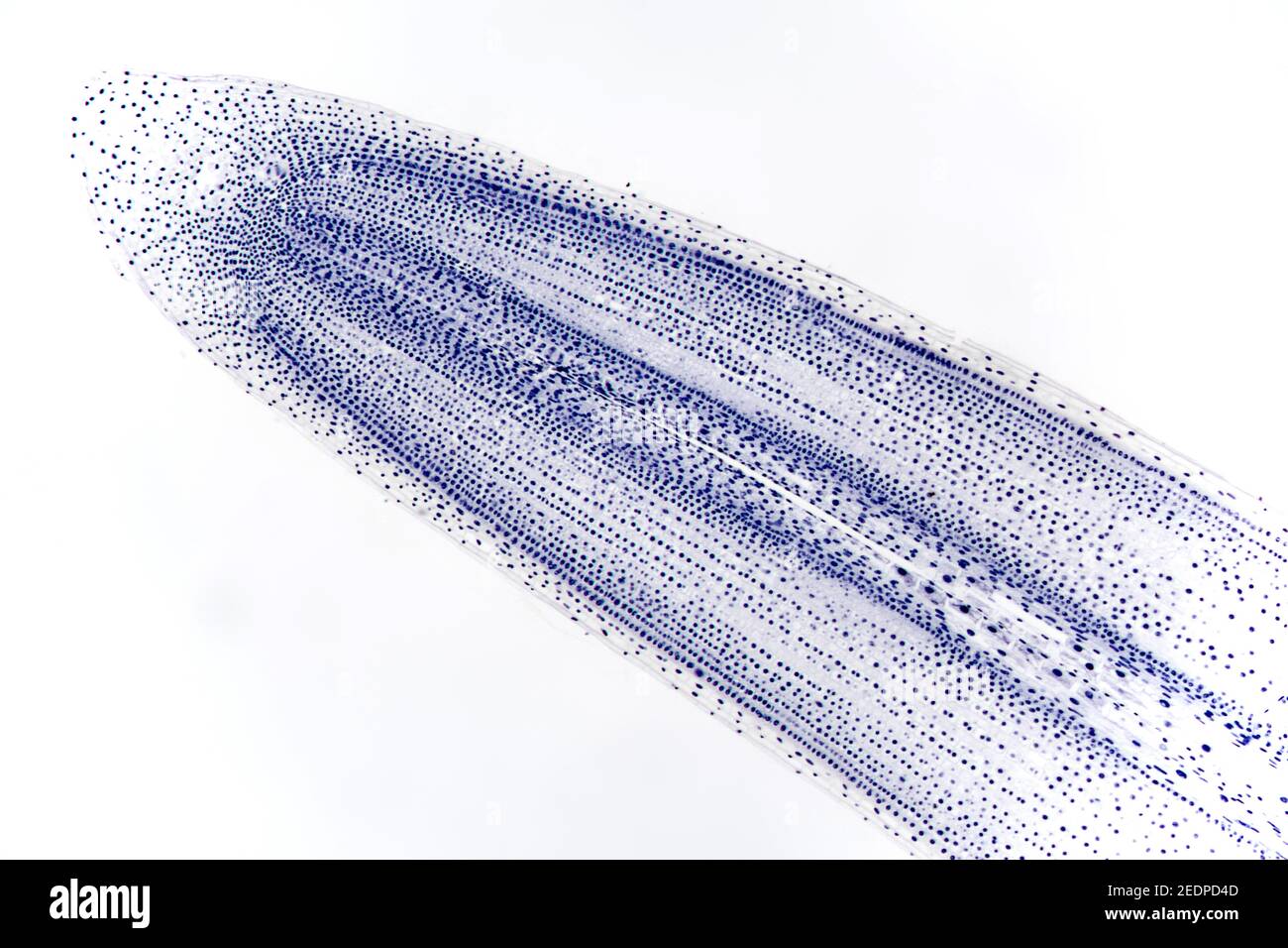 Cipolla da giardino, cipolla bulbana, cipolla comune (Allium cepa), slit longitudinale di una giovane radice, sezione microtomo Foto Stock