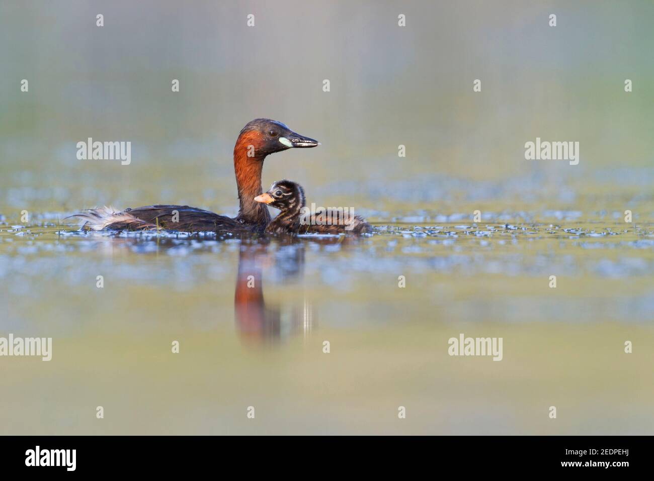 Piccolo gressere (Podiceps ruficollis ruficollis, Tachybaptus ruficollis ruficollis), adulto con pulcino, Germania Foto Stock