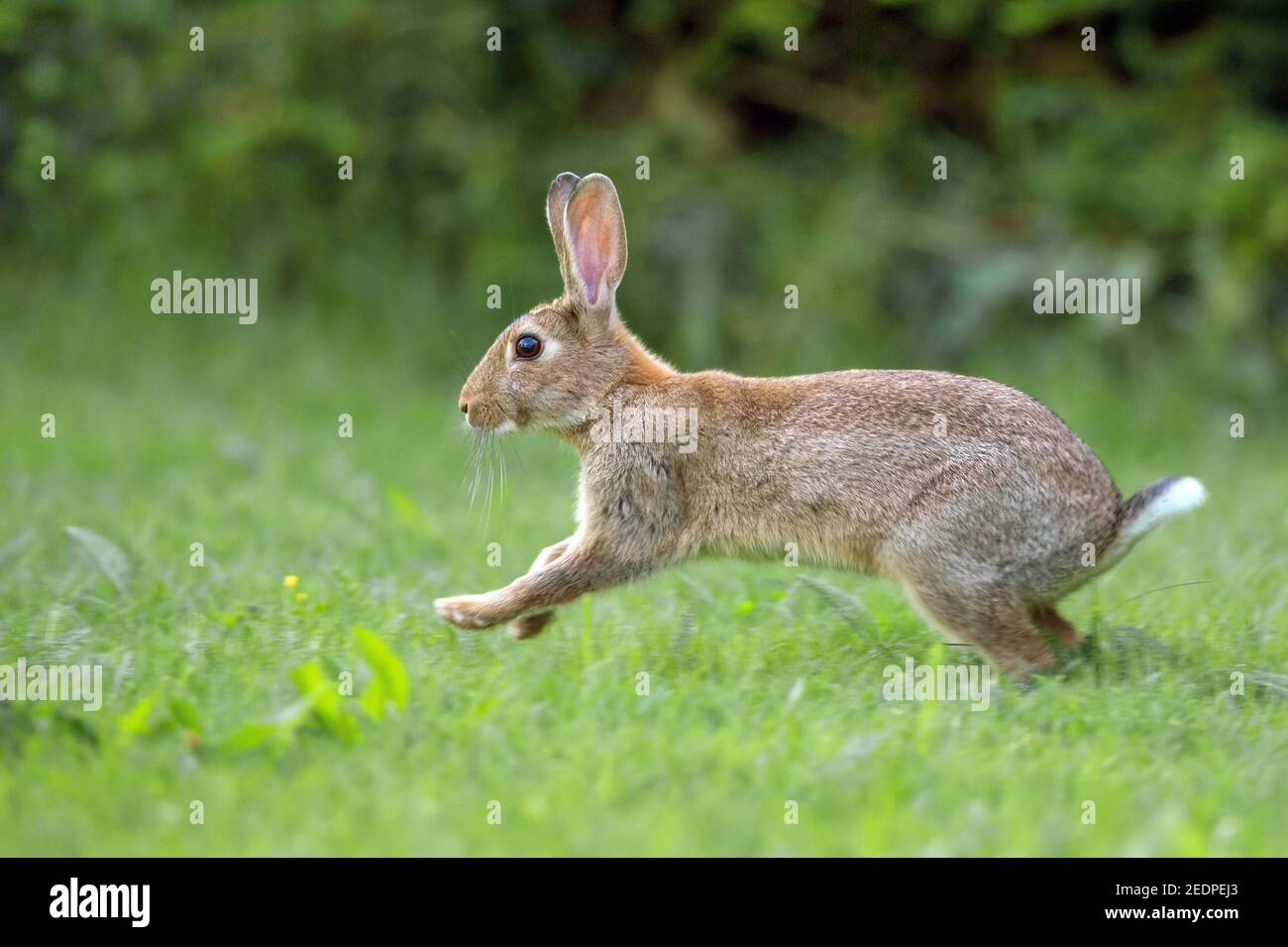 Coniglio europeo (Oryctolagus cuniculus), coniglio giovane che si spaventa su un prato, vista laterale, Germania Foto Stock
