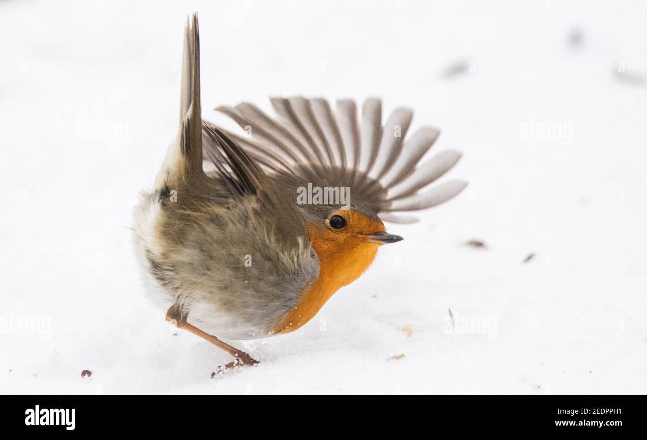 Laatzen, Germania. 15 Feb 2021. Un robin cerca di cibo nella neve nel Leinemasch. Da 50 anni, l'Unione tedesca per la conservazione della natura e della biodiversità (Nabu) e la Società per la protezione degli uccelli (LBV) hanno nominato un "uccello dell'anno". Nell'anno dell'anniversario ormai per la prima volta la popolazione può scegliere fino a 19. Marzo i loro preferiti. Con oltre 200,000 voti espressi, il robin è attualmente in testa. Credit: Julian Stratenschulte/dpa/Alamy Live News Foto Stock