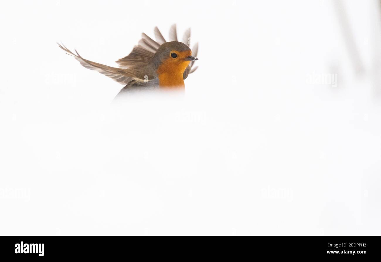 Laatzen, Germania. 15 Feb 2021. Un robin cerca di cibo nella neve nel Leinemasch. Da 50 anni, l'Unione tedesca per la conservazione della natura e della biodiversità (Nabu) e la Società per la protezione degli uccelli (LBV) hanno nominato un "uccello dell'anno". Nell'anno dell'anniversario ormai per la prima volta la popolazione può scegliere fino a 19. Marzo i loro preferiti. Con oltre 200,000 voti espressi, il robin è attualmente in testa. Credit: Julian Stratenschulte/dpa/Alamy Live News Foto Stock