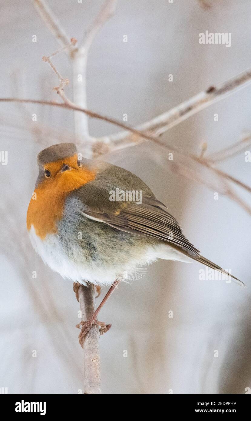 Laatzen, Germania. 15 Feb 2021. Un robin siede su un ramo nel Leinemasch. Da 50 anni, l'Unione tedesca per la conservazione della natura e della biodiversità (Nabu) e la Società per la protezione degli uccelli (LBV) hanno nominato un "uccello dell'anno". Nell'anno dell'anniversario ormai per la prima volta la popolazione può scegliere fino a 19. Marzo i loro preferiti. Con oltre 200,000 voti espressi, il robin è attualmente in testa. Credit: Julian Stratenschulte/dpa/Alamy Live News Foto Stock