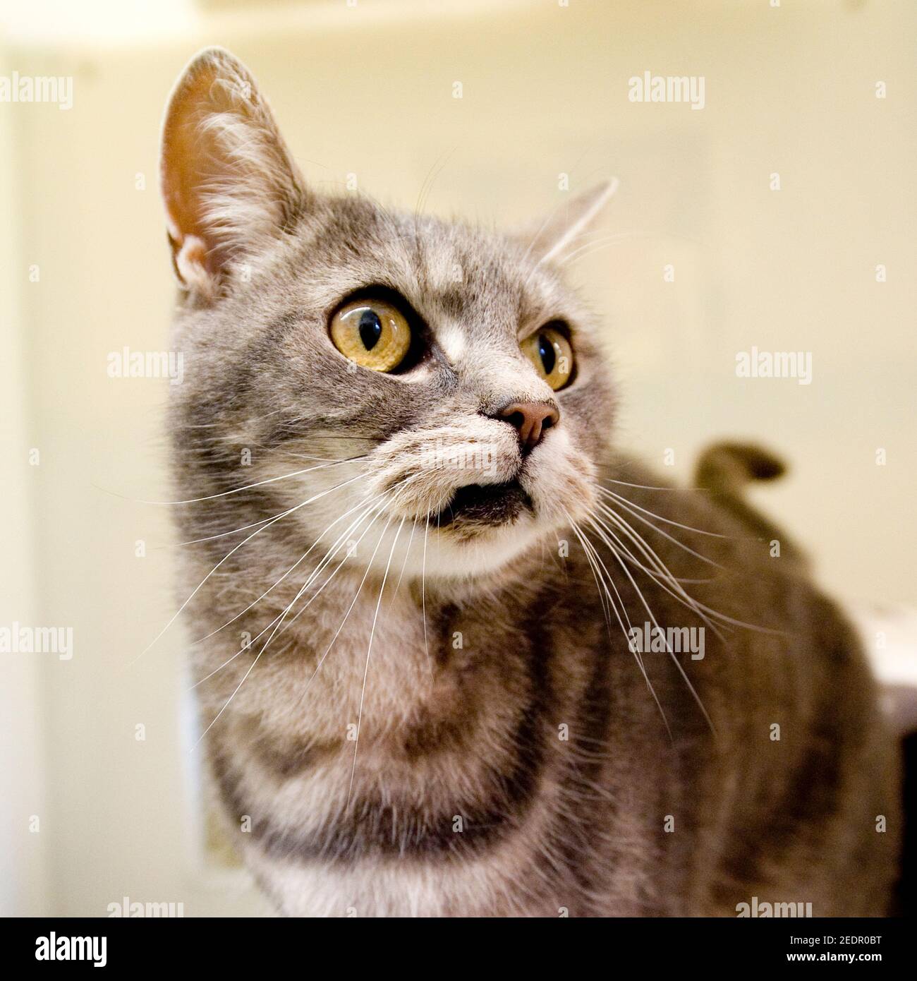 Silver tabby cat Foto Stock