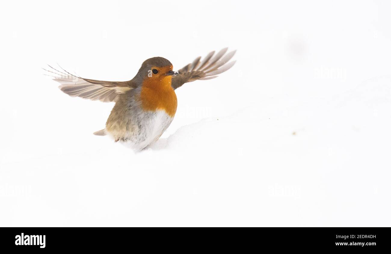 Laatzen, Germania. 15 Feb 2021. Un robin cerca di cibo nella neve nel Leinemasch. Da 50 anni, l'Unione tedesca per la conservazione della natura e della biodiversità (Nabu) e la Società per la protezione degli uccelli (LBV) hanno nominato un "uccello dell'anno". Nell'anno dell'anniversario ormai per la prima volta la popolazione può scegliere fino a 19. Marzo i loro preferiti. Con oltre 200,000 voti espressi, il robin è attualmente in testa. Credit: Julian Stratenschulte/dpa/Alamy Live News Foto Stock