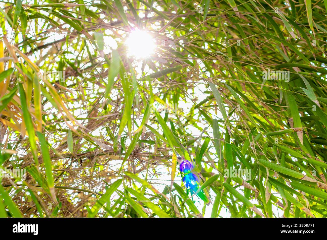 Asian Foresta di Bamboo con la luce del sole di mattina Foto Stock