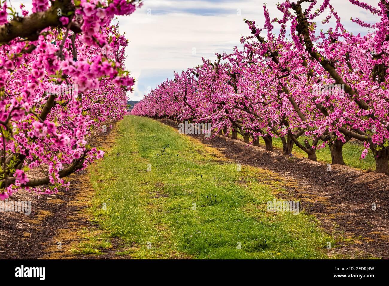 Vista di una delle file di campi di pesca fioriti in primavera con i loro fiori rosa. Aitona, Catalogna, Spagna Foto Stock