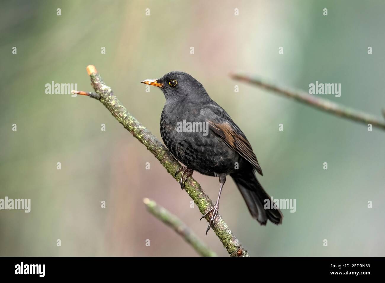 Blackbird, femmina arroccata sul ramo di un albero in una foresta in Scozia in primavera, primo piano Foto Stock