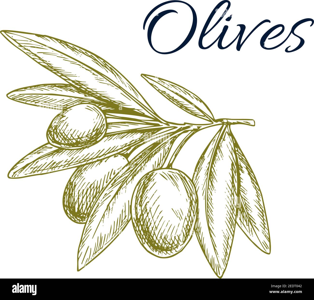 Schizzo isolato di olive verdi. Ramo di olivo con frutto maturo e simbolo di foglie appuntite. Frutta di oliva biologica naturale per etichetta olio, italiano e gre Illustrazione Vettoriale