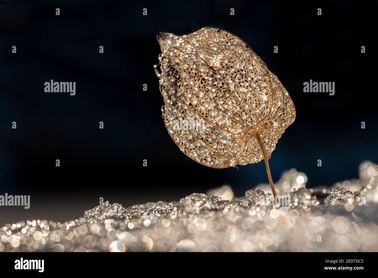 Il guscio vuoto del fiore della lanterna, Physalis alkekengi con gocce di pioggia e neve Foto Stock