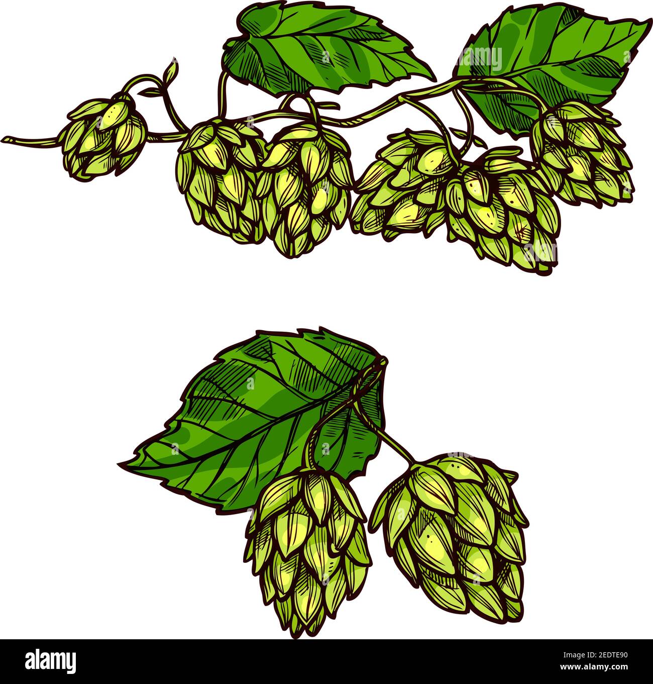 Luppolo fiore ramo icone vettore di humulus luppolo pianta coni o semi e foglie. Ingrediente per la birra e simbolo della fabbrica di birra, bar o pub Illustrazione Vettoriale