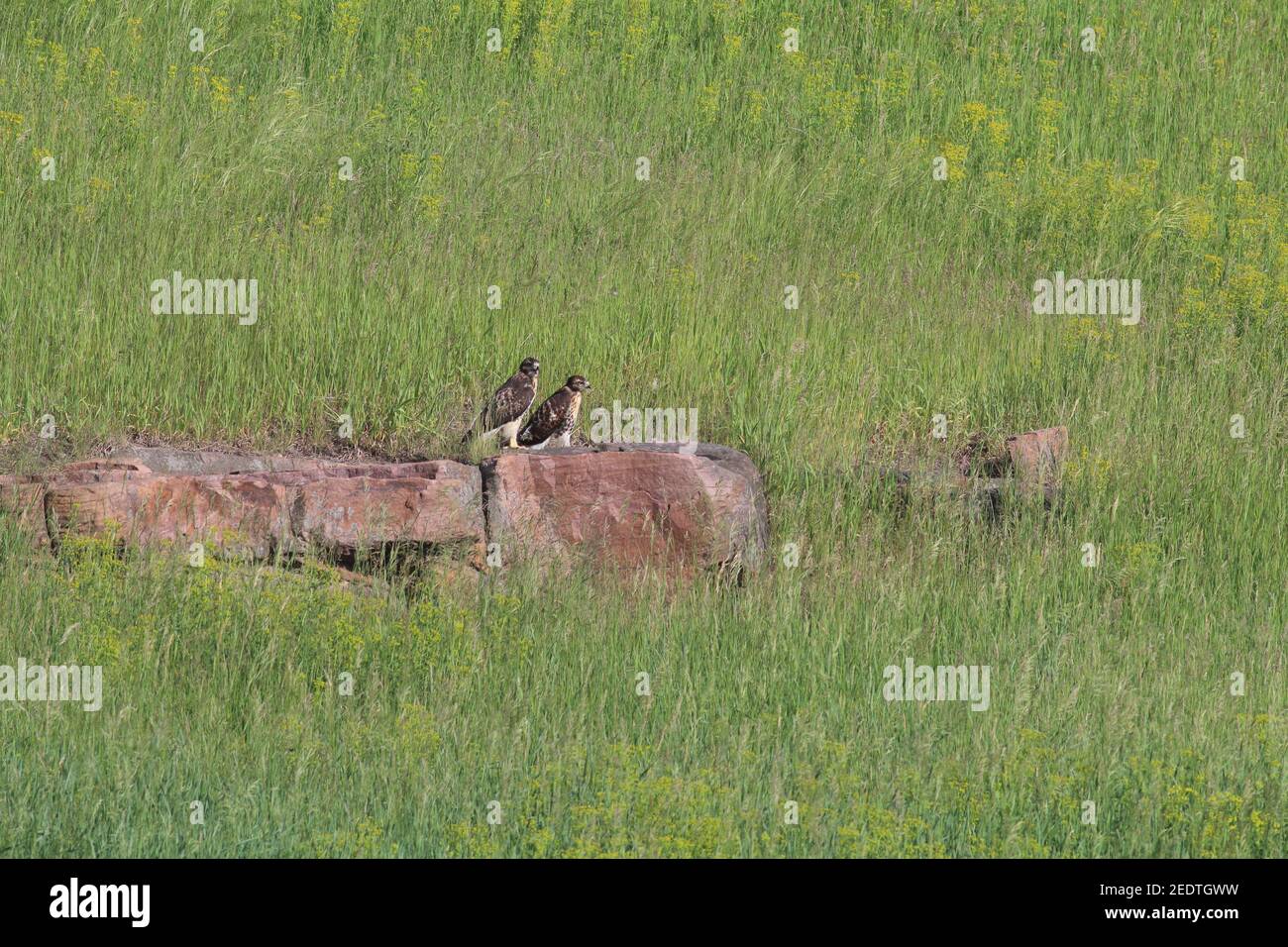 Hawk dalla coda rossa 3 giugno 2017 vicino a Corson, South Dakota Foto Stock
