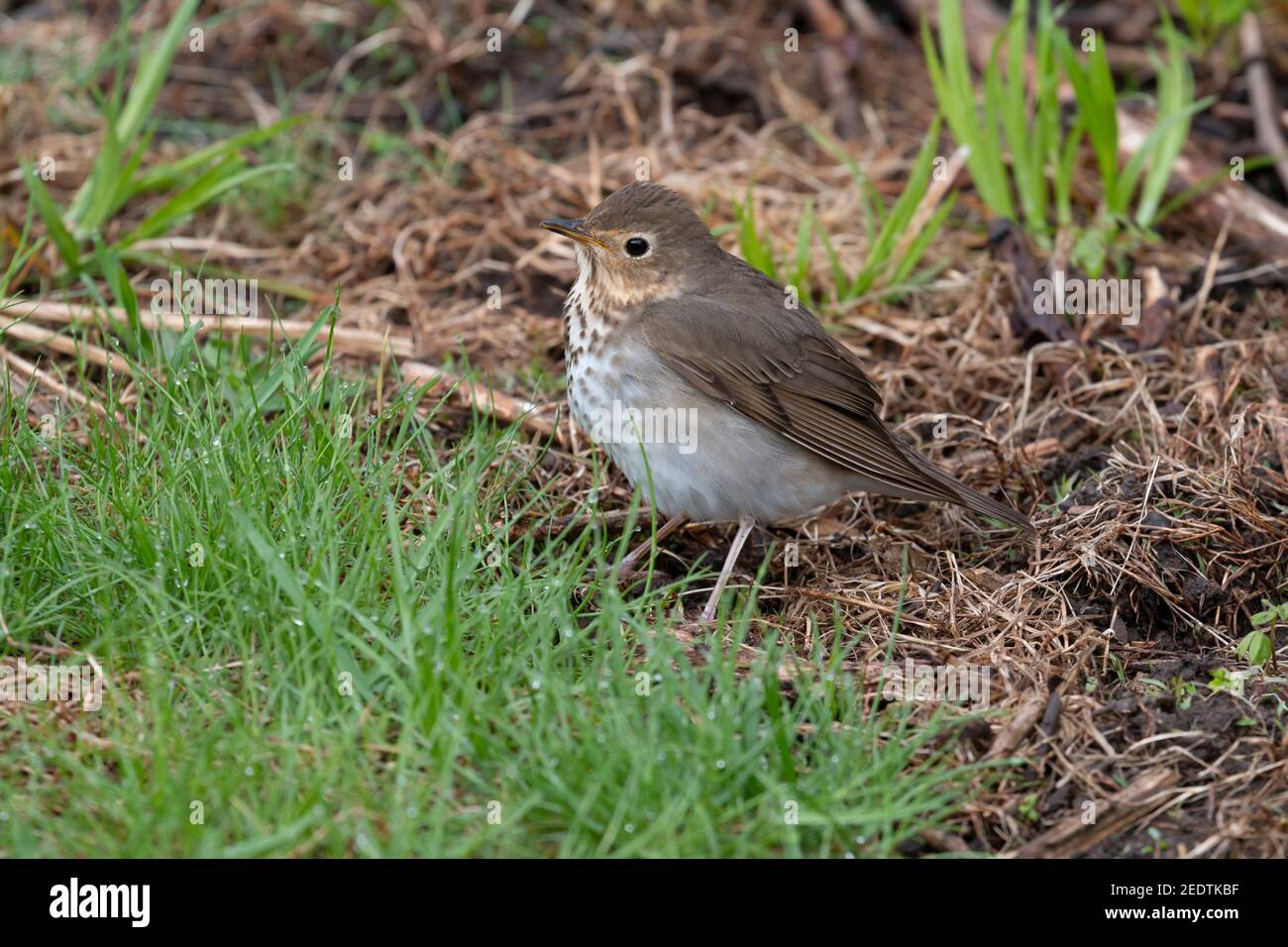 Swainson's Thrush 12 maggio 2019 Newton Hills state Park, South Dakota Foto Stock