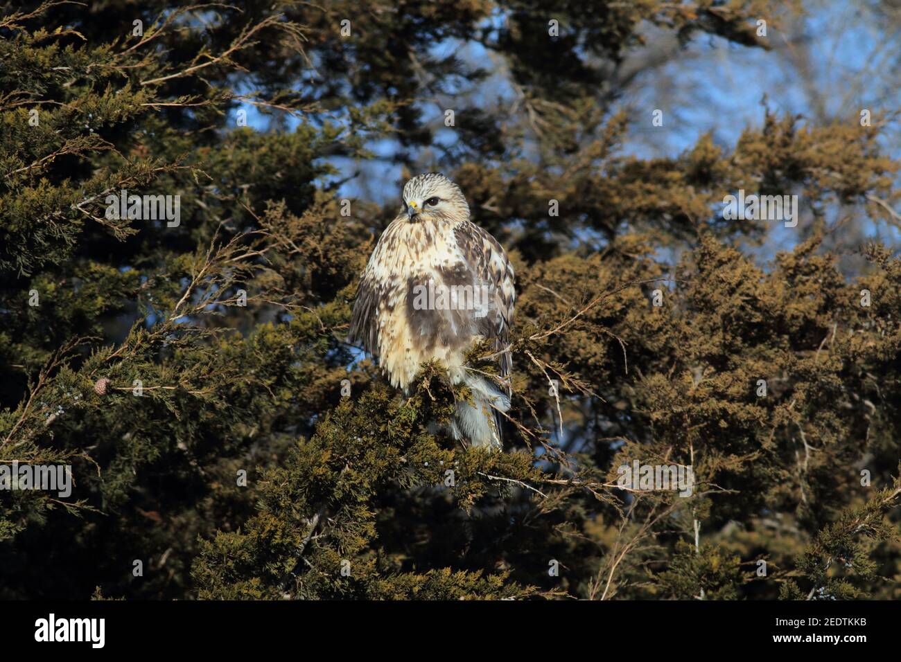 Hawk a zampe 7 gennaio 2017 Newton Hills state Park, South Dakota Foto Stock