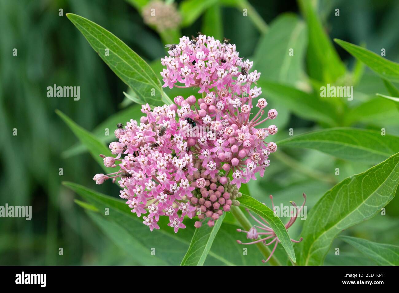 Swamp Milkweed - Asclepias incarnata 20 luglio 2019 Big Sioux Recreation Area, South Dakota Foto Stock