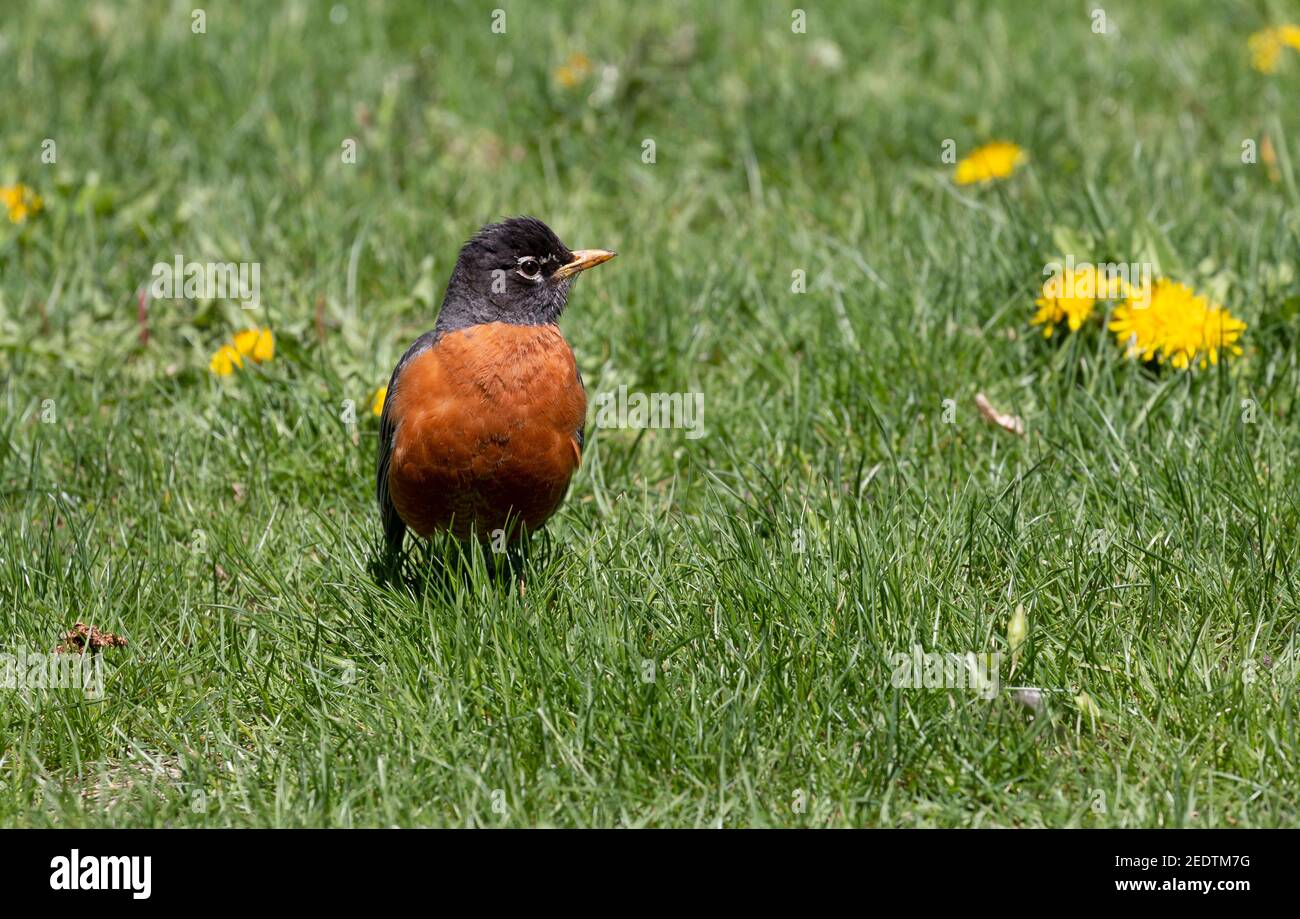 American Robin 10 maggio 2019 Campus all'aperto a Sioux Falls, South Dakota Foto Stock