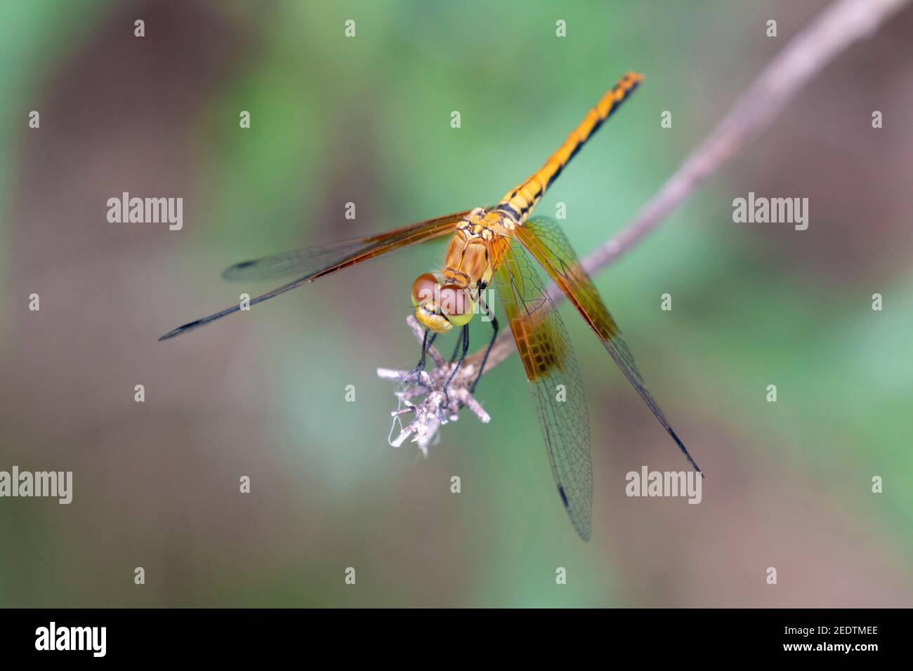 Band-alinged Meadowhawk 14 luglio 2019 Brandon, South Dakota Foto Stock