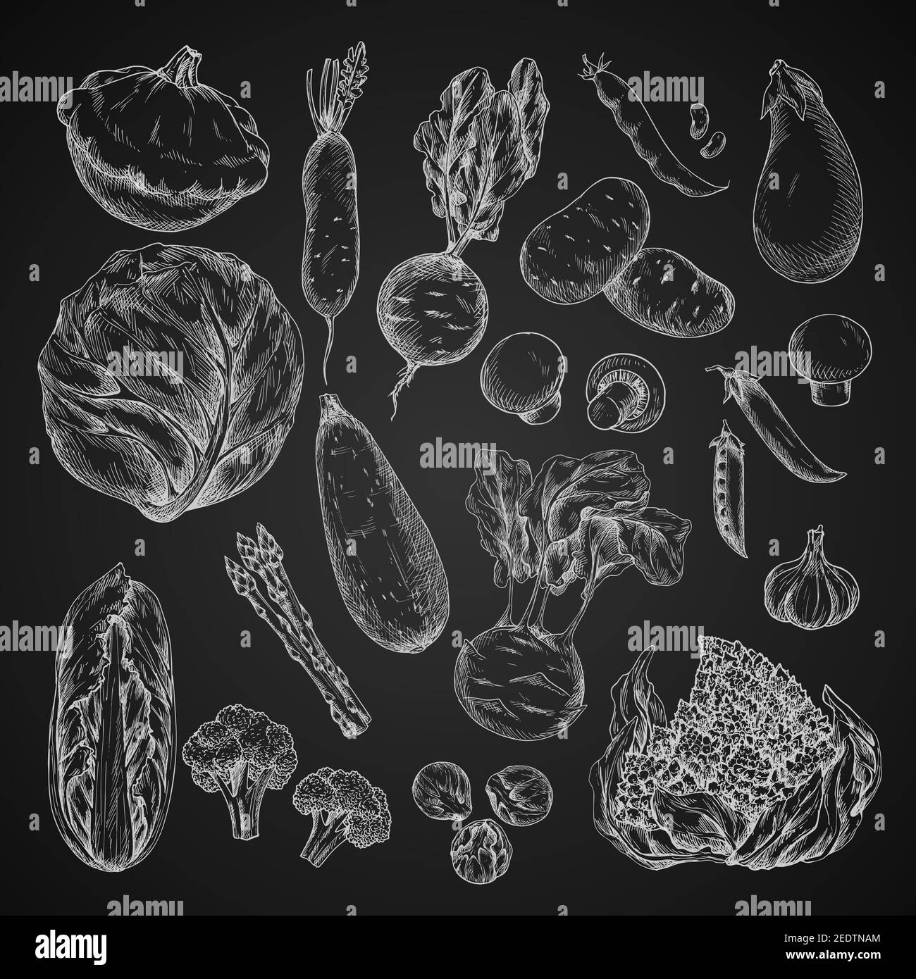 Schizzi di verdure sulla lavagna. Cavolo e aglio, broccoli, rafano e patate, melanzane, zucchine e barbabietole, cavolfiore, asparagi e kohlrabi, Illustrazione Vettoriale