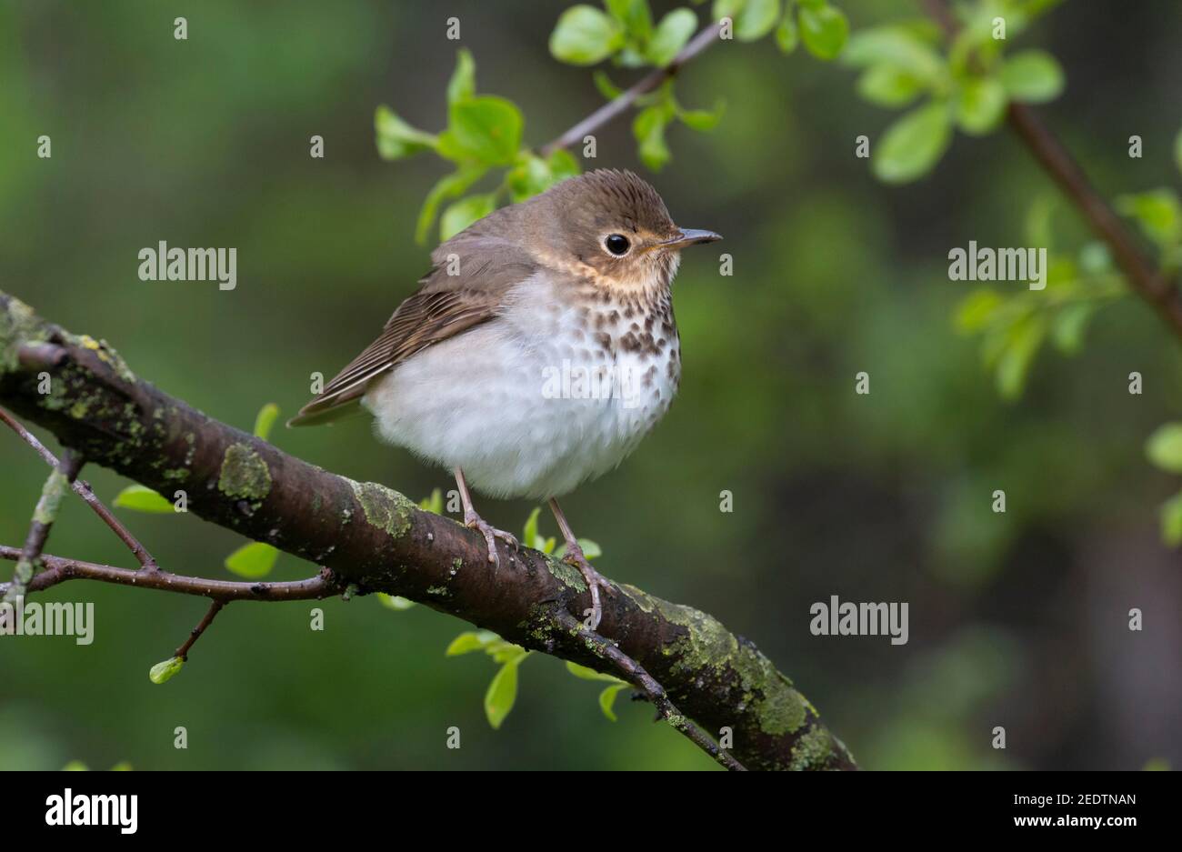 Swainson's Thrush 12 maggio 2019 Newton Hills state Park, South Dakota Foto Stock