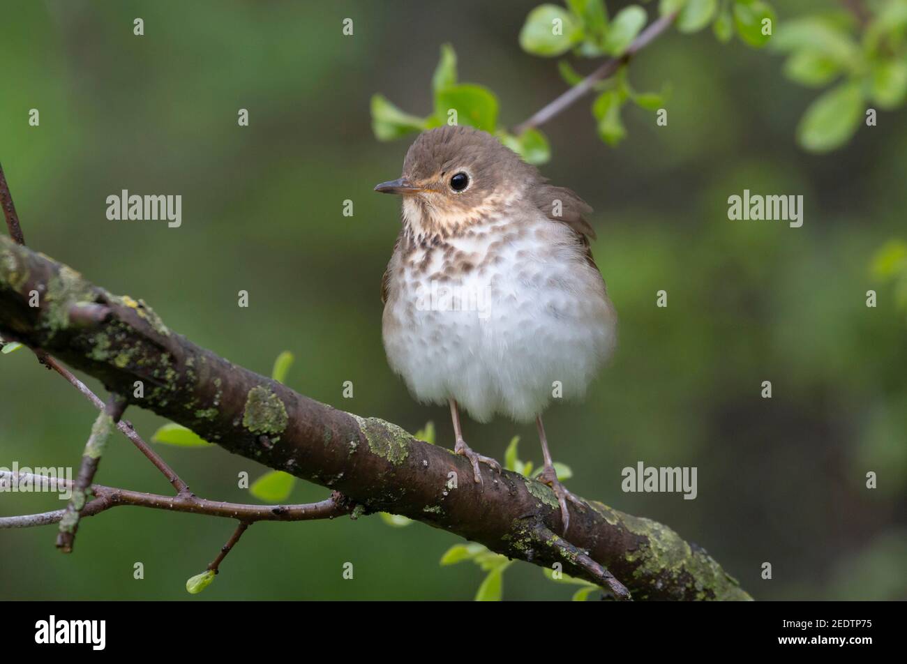 Swainson's Thrush 12 maggio 2019 Newton Hills state Park, South Dakota Foto Stock