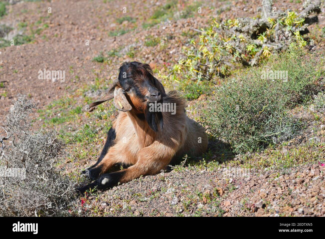 Una capra marrone e nera con corna distesa sul terreno asciutto di Lanzarote, Spagna. Foto Stock
