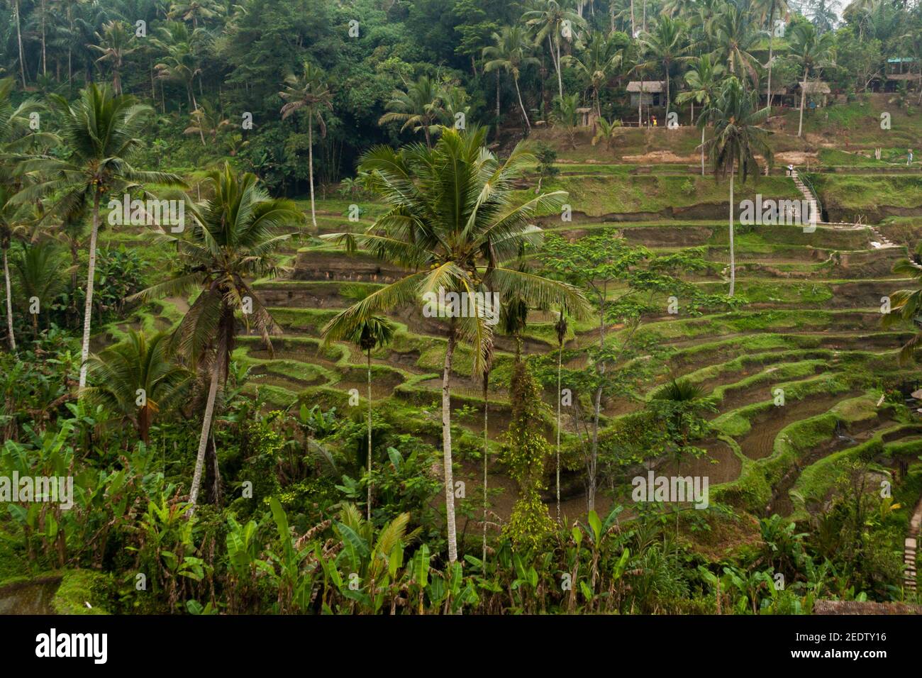 Splendido paesaggio delle terrazze di riso di Tegallalang, uno dei luoghi più visitati di Bali, con palme e risaie sotto il cielo blu Foto Stock