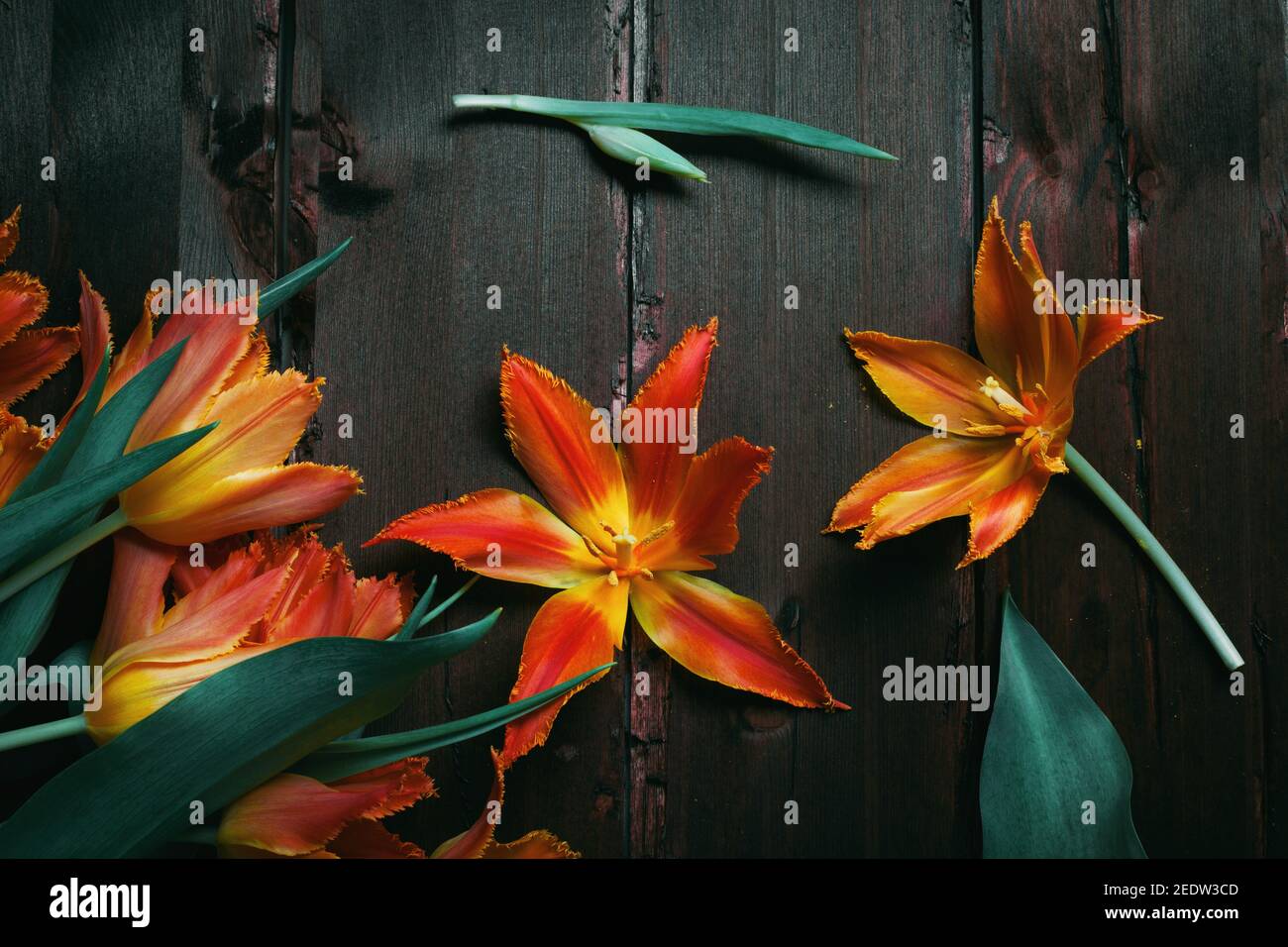 Sfondo scuro saturo con tulipani arancioni terry. Foto Stock